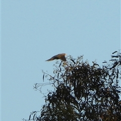 Manorina melanocephala at Orangeville, NSW - 4 Feb 2025 07:21 PM