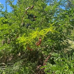 Gleditsia triacanthos at Coombs, ACT - 3 Feb 2025 11:40 AM