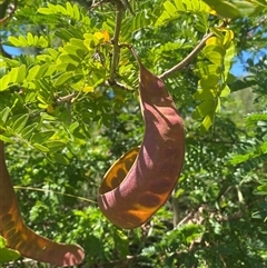 Gleditsia triacanthos at Coombs, ACT - 3 Feb 2025 11:40 AM