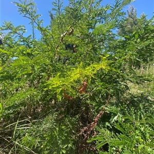 Gleditsia triacanthos at Coombs, ACT - 3 Feb 2025 11:40 AM