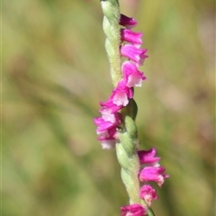 Spiranthes australis (Austral Ladies Tresses) at Tharwa, ACT - 2 Feb 2025 by Clarel