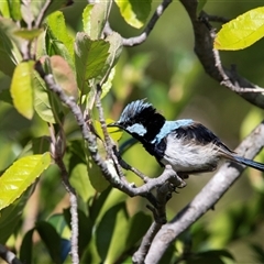 Malurus cyaneus (Superb Fairywren) at Belconnen, ACT - Yesterday by AlisonMilton