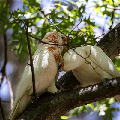 Cacatua sanguinea (Little Corella) at Belconnen, ACT - Yesterday by AlisonMilton