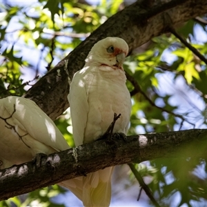 Cacatua sanguinea at Belconnen, ACT - 4 Feb 2025 12:43 PM