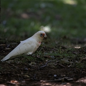 Cacatua sanguinea at Belconnen, ACT - 4 Feb 2025 12:43 PM