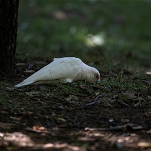 Cacatua sanguinea at Belconnen, ACT - 4 Feb 2025 12:43 PM