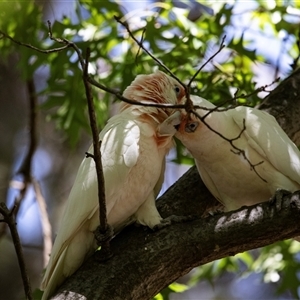 Cacatua sanguinea at Belconnen, ACT - 4 Feb 2025 12:43 PM