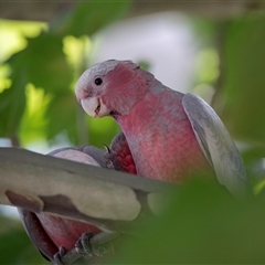 Eolophus roseicapilla (Galah) at Belconnen, ACT - Yesterday by AlisonMilton