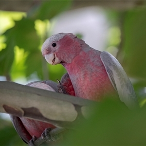 Eolophus roseicapilla (Galah) at Belconnen, ACT - 4 Feb 2025 by AlisonMilton