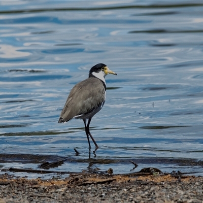 Vanellus miles (Masked Lapwing) at Belconnen, ACT - 4 Feb 2025 by AlisonMilton