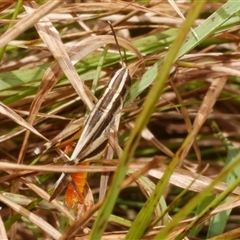 Macrotona australis (Common Macrotona Grasshopper) at Freshwater Creek, VIC - 1 Jan 2025 by WendyEM