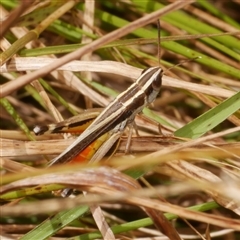 Macrotona australis at Freshwater Creek, VIC - 1 Jan 2025 01:57 PM
