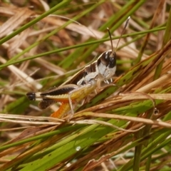 Macrotona australis at Freshwater Creek, VIC - 1 Jan 2025 01:57 PM