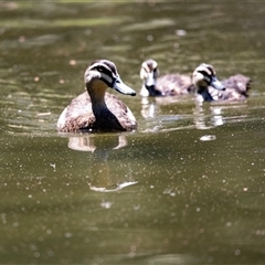 Anas superciliosa (Pacific Black Duck) at Belconnen, ACT - Yesterday by AlisonMilton