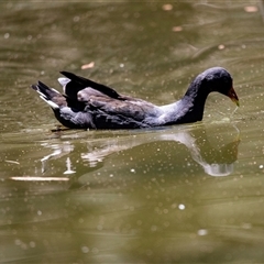 Gallinula tenebrosa (Dusky Moorhen) at Belconnen, ACT - Yesterday by AlisonMilton