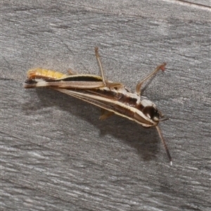 Macrotona australis at Freshwater Creek, VIC - 1 Jan 2025 02:11 PM