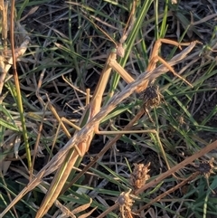 Tenodera australasiae (Purple-winged mantid) at Gungahlin, ACT - Yesterday by chriselidie