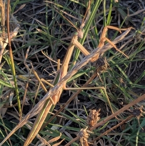 Tenodera australasiae (Purple-winged mantid) at Gungahlin, ACT - 4 Feb 2025 by chriselidie