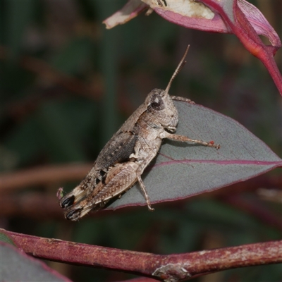 Phaulacridium vittatum (Wingless Grasshopper) at Freshwater Creek, VIC - 1 Jan 2025 by WendyEM