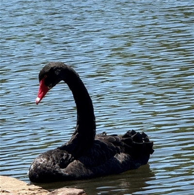 Cygnus atratus (Black Swan) at Parkes, ACT - 1 Feb 2025 by JanetRussell