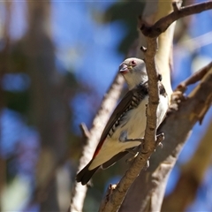 Stagonopleura guttata (Diamond Firetail) at Bellmount Forest, NSW - 4 Feb 2025 by jb2602