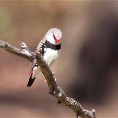 Stagonopleura guttata at Bellmount Forest, NSW - suppressed