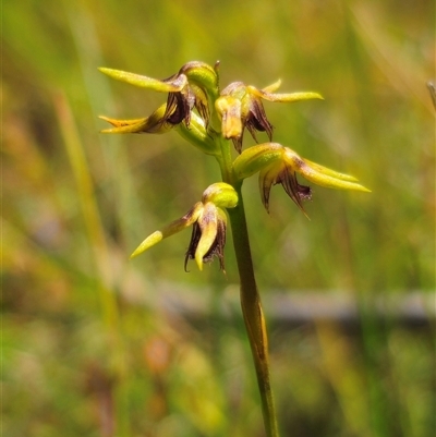 Corunastylis oligantha by Csteele4