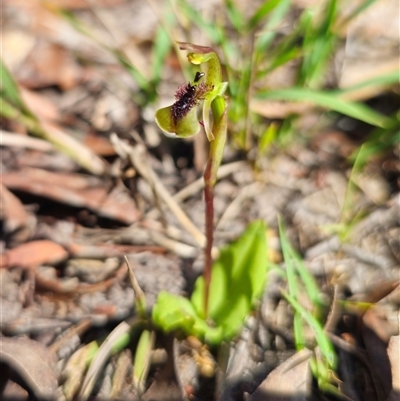 Chiloglottis curviclavia (Bird Orchid) at East Kangaloon, NSW - 4 Feb 2025 by Csteele4