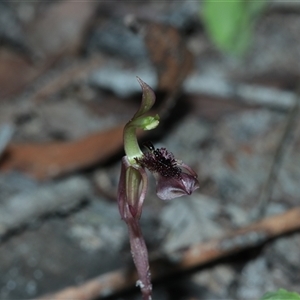 Chiloglottis curviclavia at East Kangaloon, NSW - suppressed