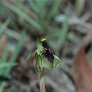 Chiloglottis curviclavia at East Kangaloon, NSW - suppressed