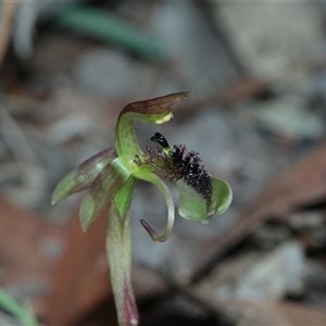 Chiloglottis curviclavia at East Kangaloon, NSW - suppressed