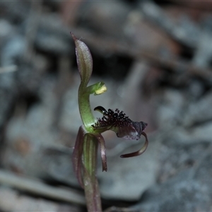 Chiloglottis curviclavia at East Kangaloon, NSW - suppressed