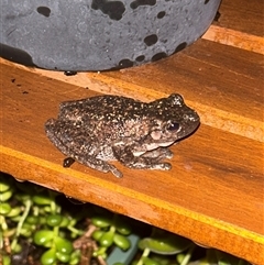 Litoria peronii (Peron's Tree Frog, Emerald Spotted Tree Frog) at Gilmore, ACT - 4 Feb 2025 by Melmo