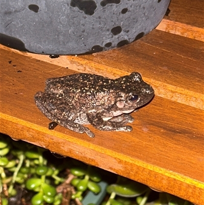 Litoria peronii (Peron's Tree Frog, Emerald Spotted Tree Frog) at Gilmore, ACT - Yesterday by Melmo