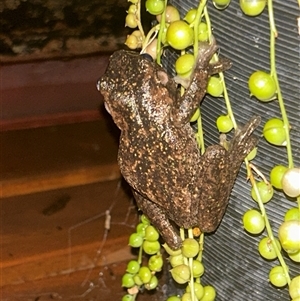 Litoria peronii at Gilmore, ACT - 4 Feb 2025 10:03 PM