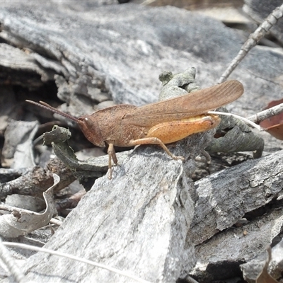 Goniaea carinata (Black kneed gumleaf grasshopper) at Bombay, NSW - 1 Feb 2025 by MatthewFrawley