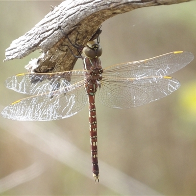 Adversaeschna brevistyla (Blue-spotted Hawker) at Bombay, NSW - 1 Feb 2025 by MatthewFrawley