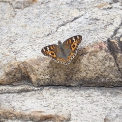 Junonia villida (Meadow Argus) at Bombay, NSW - 1 Feb 2025 by MatthewFrawley