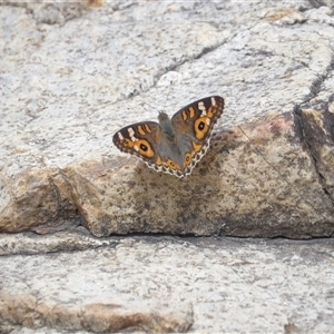 Junonia villida at Bombay, NSW - 1 Feb 2025 03:10 PM