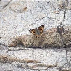 Junonia villida at Bombay, NSW - 1 Feb 2025 03:10 PM