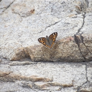 Junonia villida at Bombay, NSW - 1 Feb 2025 03:10 PM