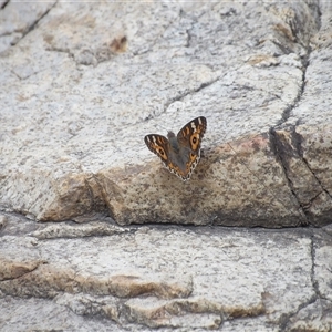 Junonia villida at Bombay, NSW - 1 Feb 2025 03:10 PM