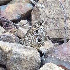 Geitoneura acantha at Bombay, NSW - 1 Feb 2025 03:11 PM