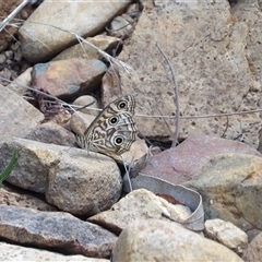 Geitoneura acantha at Bombay, NSW - 1 Feb 2025 03:11 PM