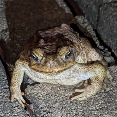 Rhinella marina at Katherine, NT - Today by HelenCross