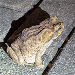 Rhinella marina at Katherine, NT - 5 Feb 2025 12:06 AM