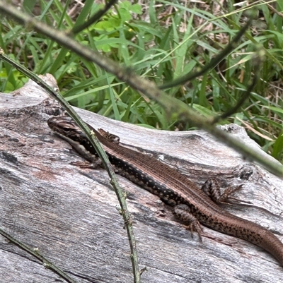 Eulamprus heatwolei (Yellow-bellied Water Skink) at Jembaicumbene, NSW - 30 Jan 2025 by story