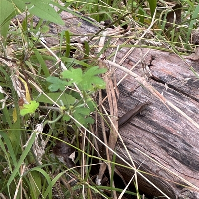 Lampropholis delicata (Delicate Skink) at Jembaicumbene, NSW - 30 Jan 2025 by story