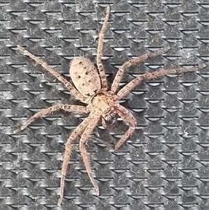 Heteropoda sp. (genus) at Copmanhurst, NSW - suppressed