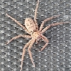 Heteropoda sp. (genus) at Copmanhurst, NSW - suppressed